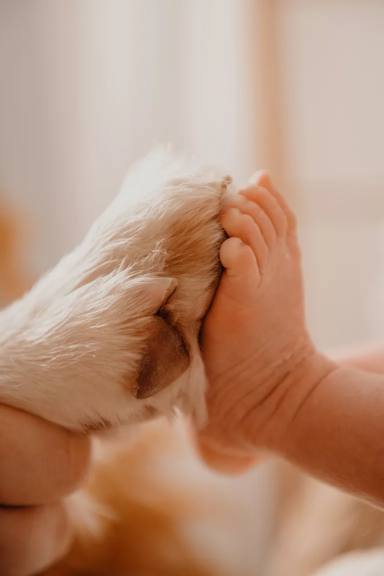Babyfuss auf Hundepfote
